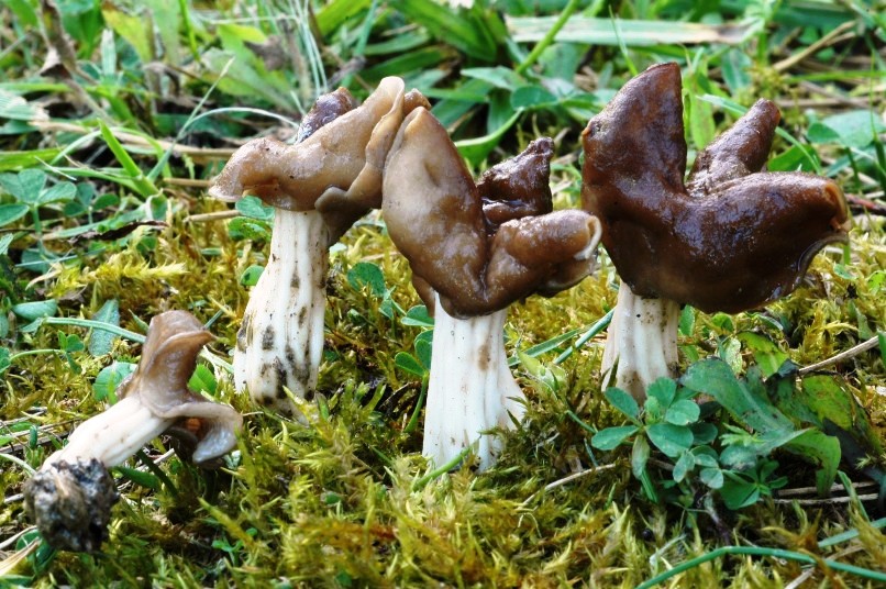 Funghi 55 Com.AMB